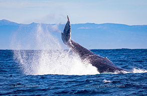 Humpback Whale tail throw, photo by Daniel Bianchetta