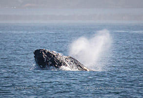 Humpback Whale with heart-shaped blow, photo by Daniel Bianchetta