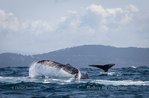 Humpback Whale Tails, photo by Daniel Bianchetta