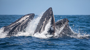 Humpback Whales lunge-feeding, photo by Daniel Bianchetta