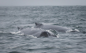 Humpback Whales, photo by Daniel Bianchetta