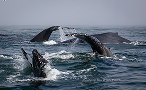 Humpback Whales, photo by Daniel Bianchetta