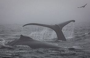 Humpback Whales, photo by Daniel Bianchetta