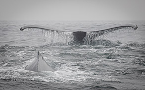 Humpback Whales, photo by Daniel Bianchetta