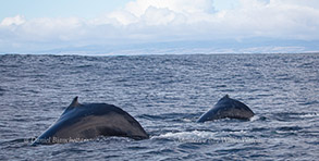 Humpback Whales, photo by Daniel Bianchetta