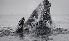 Lunge Feeding Humpbacks, photo by Daniel Bianchetta