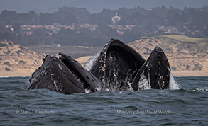 Lunge-feeding Humpback Whales, photo by Daniel Bianchetta