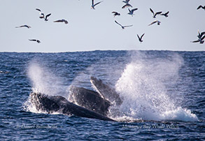 Humpback Whales lunge-feeding, photo by Daniel Bianchetta