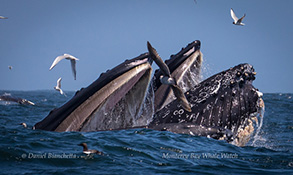 Humpback Whales lunge-feeding, photo by Daniel Bianchetta