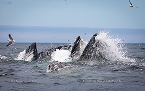 Lunge feeding Humpback Whales, photo by Daniel Bianchetta