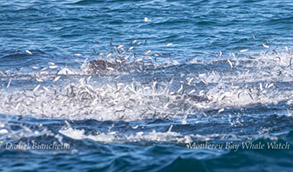 Jumping Anchovies, photo by Daniel Bianchetta