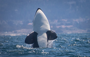 Killer Whale (Orca) breaching , photo by Daniel Bianchetta