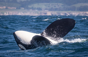 Orcas (Killer Whales), photo by Daniel Bianchetta