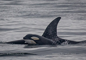 Killer Whale mother and calf, photo by Daniel Bianchetta