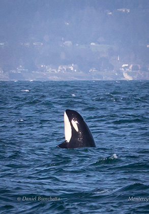 Risso's Dolphins, photo by Daniel Bianchetta