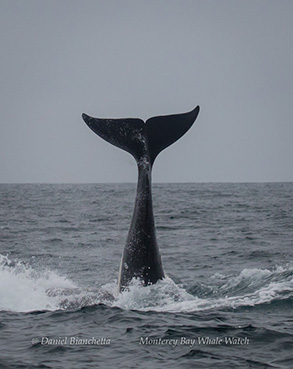 Killer Whale tail, photo by Daniel Bianchetta