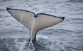 Killer Whale tail, photo by Daniel Bianchetta