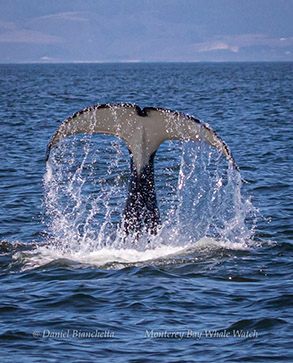 Killer Whale tail, photo by Daniel Bianchetta