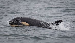 Young Killer Whale (Orca), photo by Daniel Bianchetta