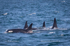 Risso's Dolphins, photo by Daniel Bianchetta