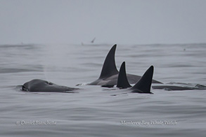 Killer Whales, photo by Daniel Bianchetta