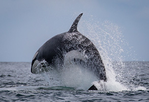 Killer Whales, photo by Daniel Bianchetta