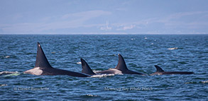 Killer Whales, photo by Daniel Bianchetta