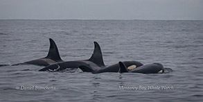 Killer Whales, photo by Daniel Bianchetta