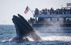 Lunge-feeding Humpback Whale near the Blackfin, photo by Daniel Bianchetta