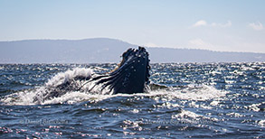 Lunge-feeding Humpback Whale, photo by Daniel Bianchetta