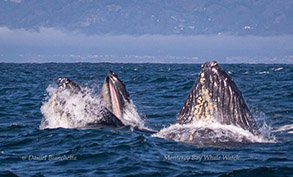 Lunge-feeding Humpback Whales, photo by Daniel Bianchetta