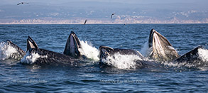 Lunge-feeding Humpback Whales, photo by Daniel Bianchetta