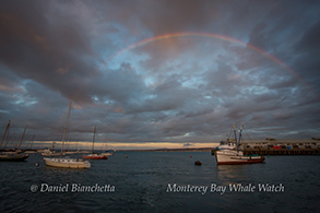 Rainbow at Sunset over the marina, photo by Daniel Bianchetta