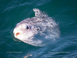 Mola Mola (Ocean Sunfish), photo by Daniel Bianchetta