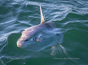 Mola Mola (Ocean Sunfish), photo by Daniel Bianchetta