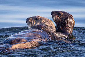 Mother and pup Sea Otters, photo by Daniel Bianchetta