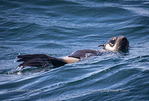 Northern Fur Seal, photo by Daniel Bianchetta