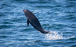 Northern Right-whale Dolphin calf, photo by Daniel Bianchetta