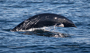 Northern Right Whale Dolphin, photo by Daniel Bianchetta