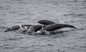 Northern Right-whale Dolphins, photo by Daniel Bianchetta