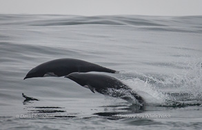 Northern Right-whale Dolphins, photo by Daniel Bianchetta