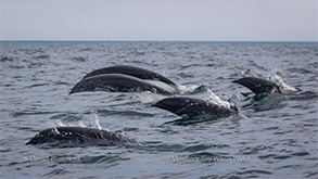 Northern Right-whale Dolphins, photo by Daniel Bianchetta