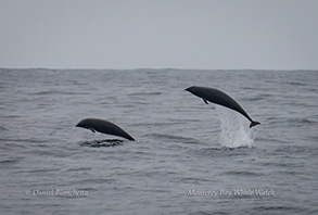 Northern Right-whale Dolphins, photo by Daniel Bianchetta