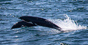 Northern Right Whale Dolphins, photo by Daniel Bianchetta