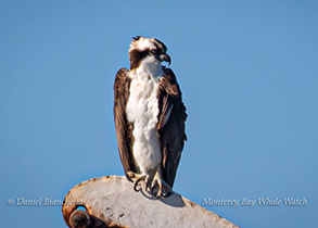 Osprey, photo by Daniel Bianchetta