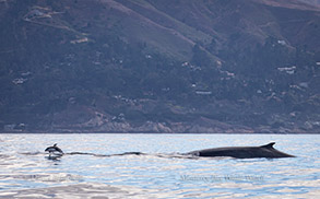 Pacific White-sided Dolphin and Fin Whale, photo by Daniel Bianchetta