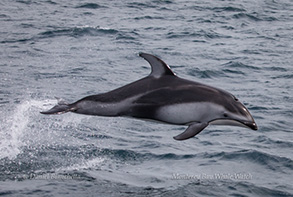 Pacific White-sided Dolphin, photo by Daniel Bianchetta