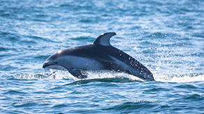 Pacific White-sided Dolphin, photo by Daniel Bianchetta