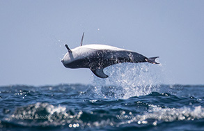 Pacific White-sided Dolphin flipping, photo by Daniel Bianchetta