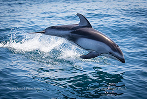 Pacific White-sided Dolphin, photo by Daniel Bianchetta